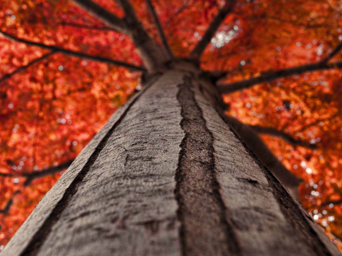 How to Protect Trees From Winter | American Arbor Care