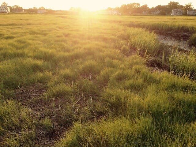 Tips for Overseeding Lawn | American Arbor Care