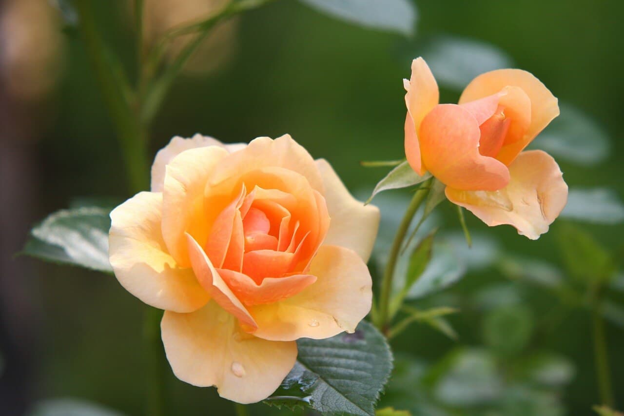 6 Spring Landscaping Tips | American Arbor Care