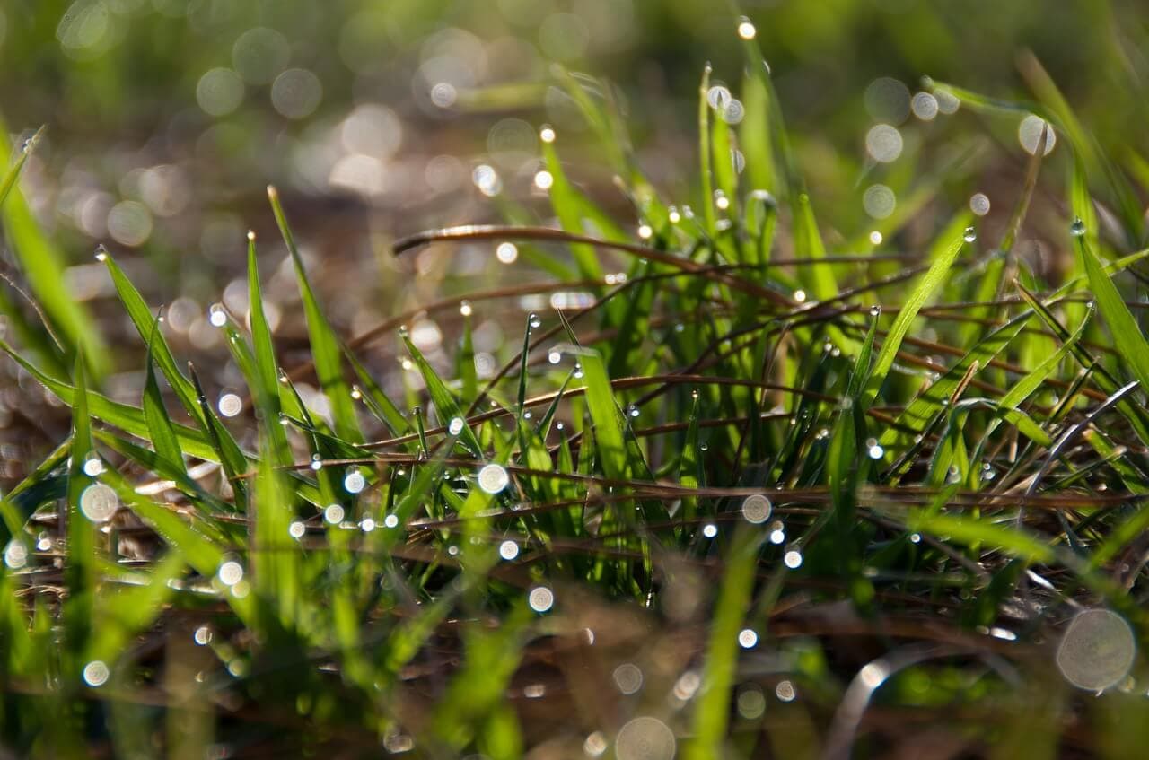 Spring Watering Tips & Techniques | American Arbor Care