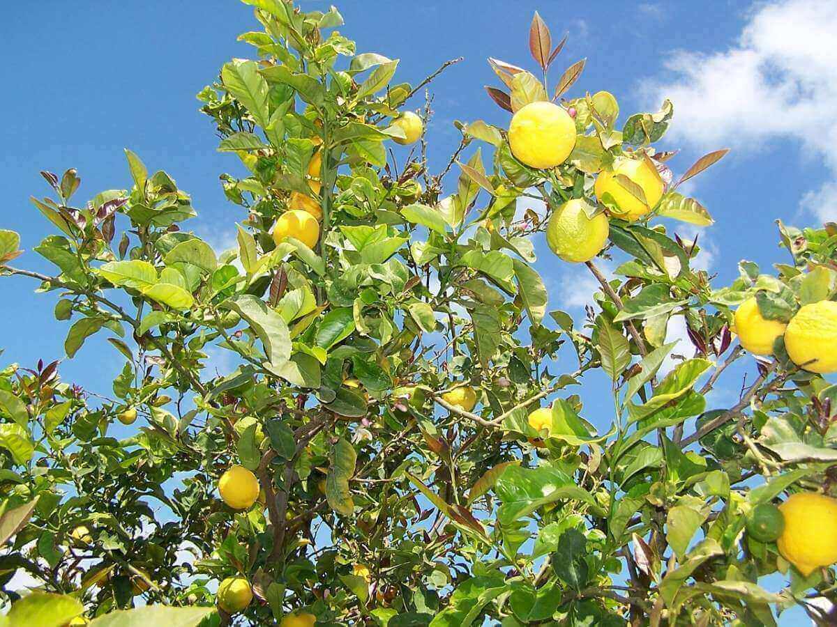 Fruit Tree Tips & Treatment Techniques | American Arbor Care