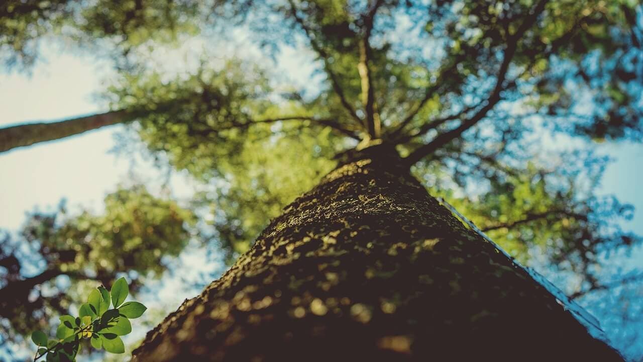 Lilac Ash Borer and Emerald Ash Borer Tree Damage | American Arbor Care