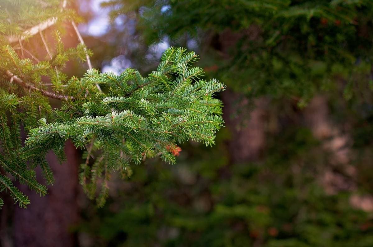 Ips Beetle Treatment and Spruce and Pine Protection in Denver