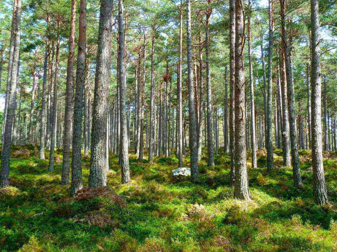 Landscaping to Reduce Bugs & Insects | American Arbor Care