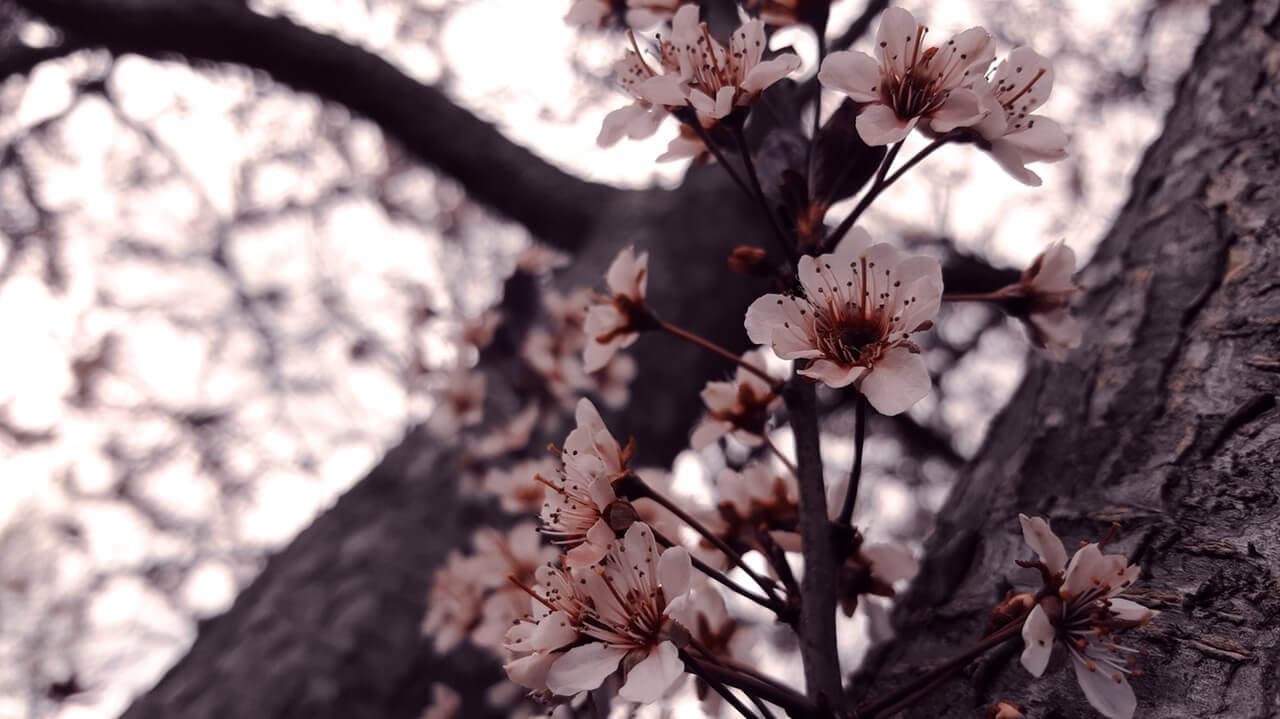 Clusters of pale pink blossoms on dark tree branches