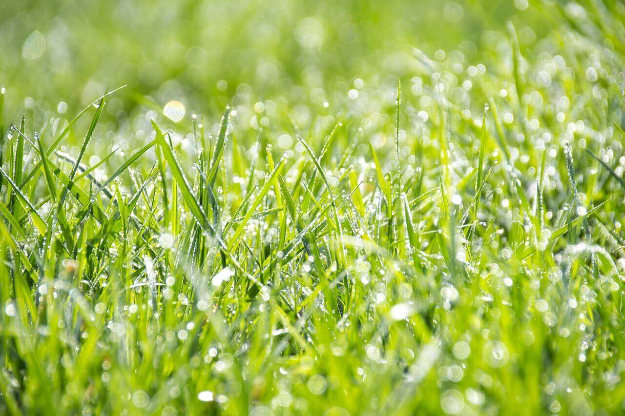 Summer Lawn Care Tips | American Arbor Care