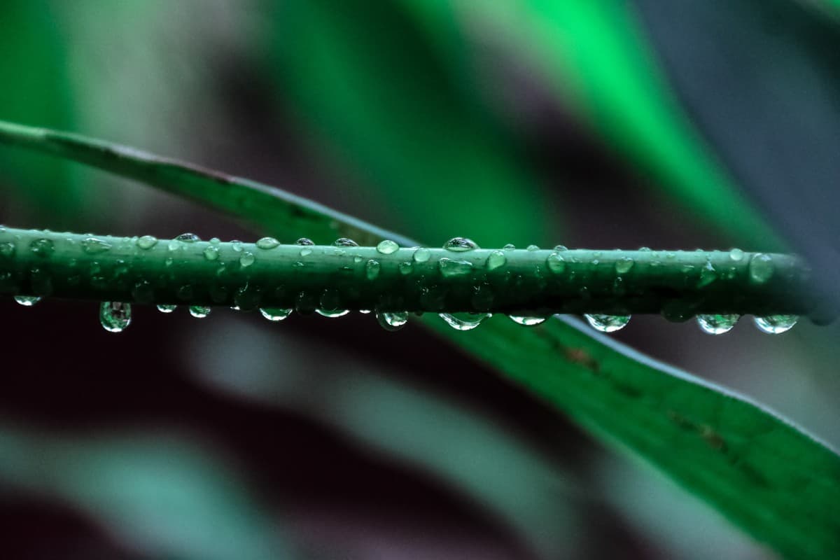 Landscaping Sprinkler & Irrigation System Tips | American Arbor Care