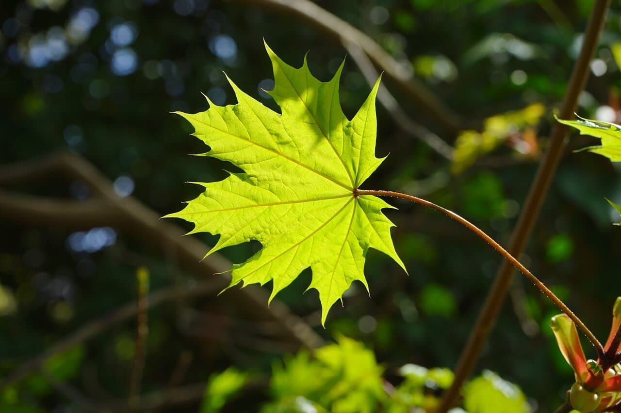 Green leaf lit by sunlight against darker branches