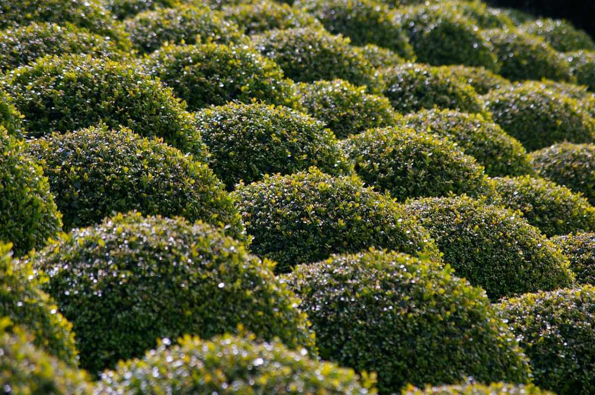 When to Trim Evergreen Bushes | American Arbor Care