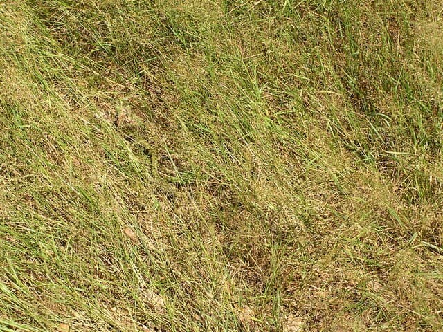 How to Fix Dry Patches on Lawn | American Arbor Care