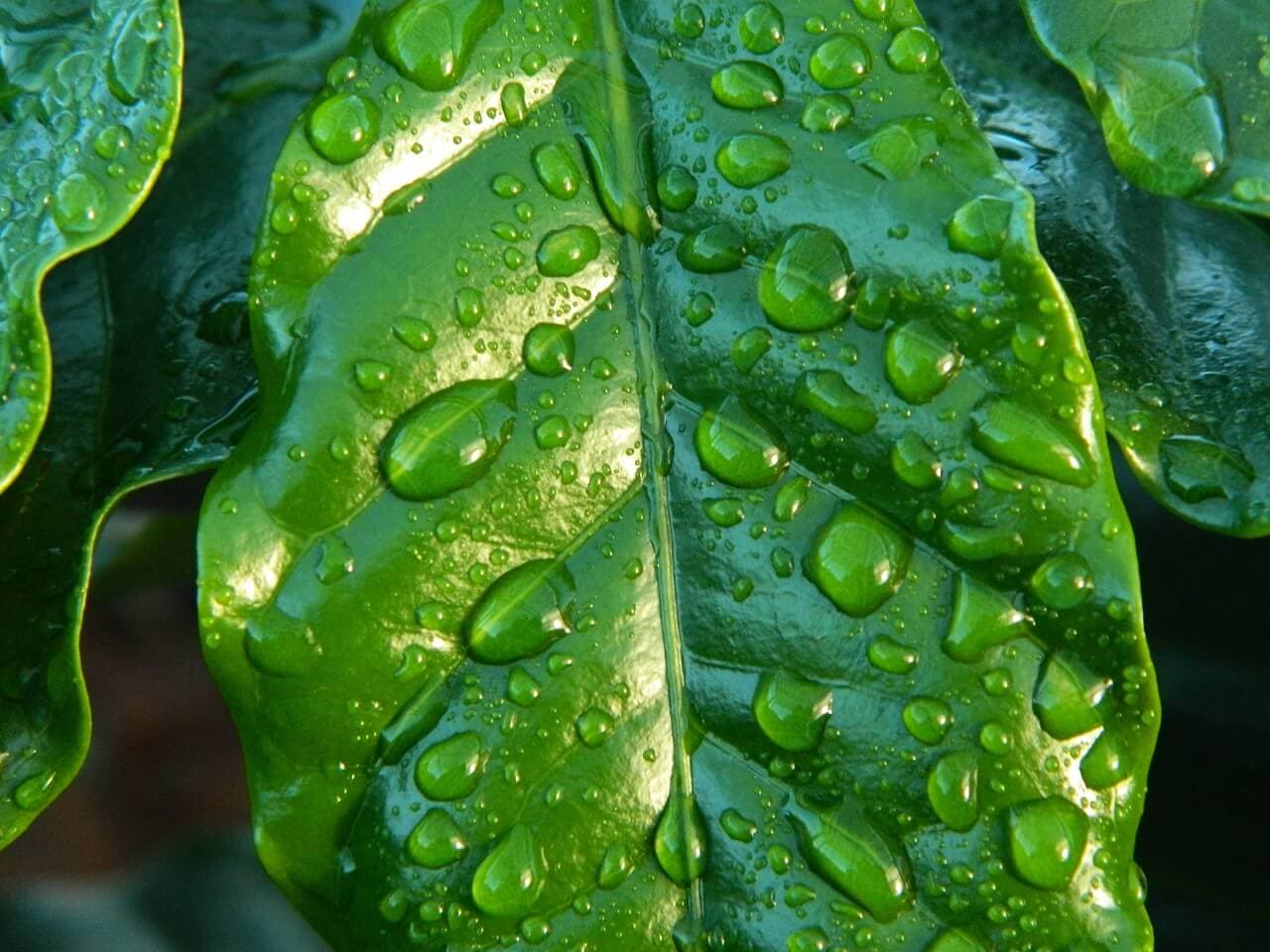 How to Manage a Drought in Denver | American Arbor Care