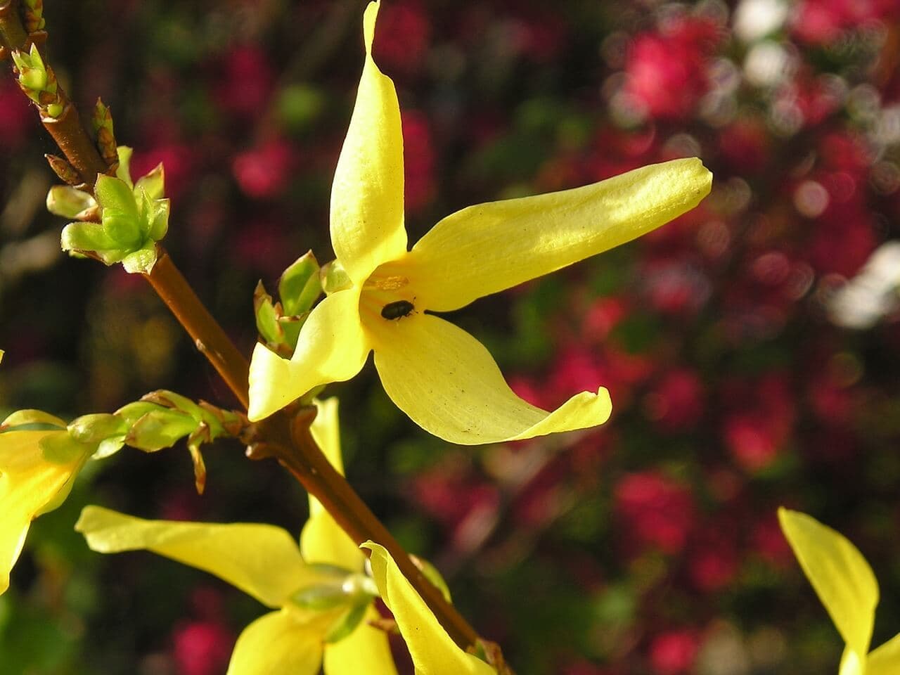 Best Shrubs for Colorado | American Arbor Care