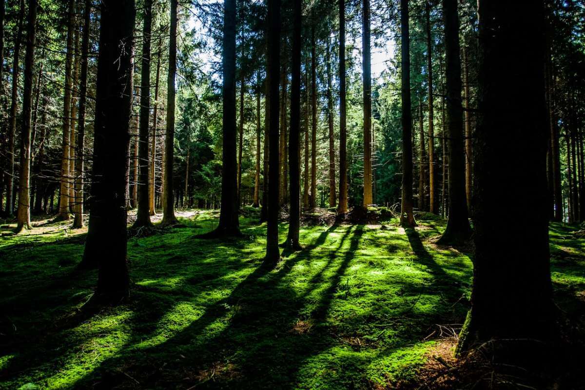 Expert Tree Care Common Myths | American Arbor Care