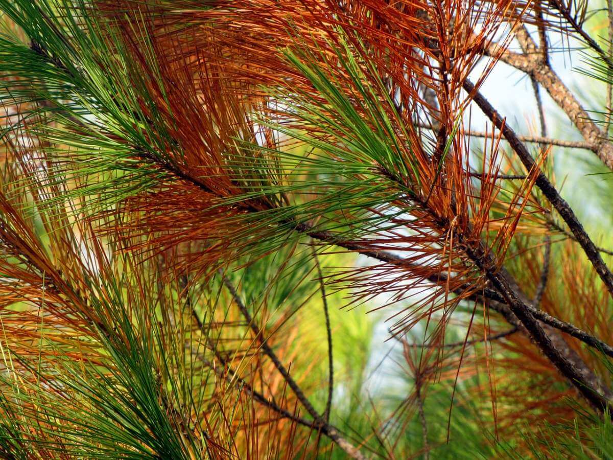 Why Do Pine Trees Lose Their Needles | American Arbor Care