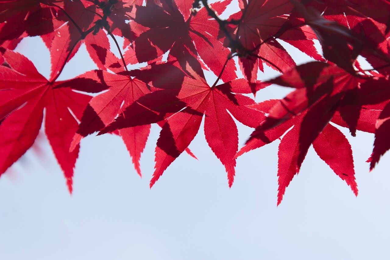Best Time to Plant Trees in Colorado | American Arbor Care