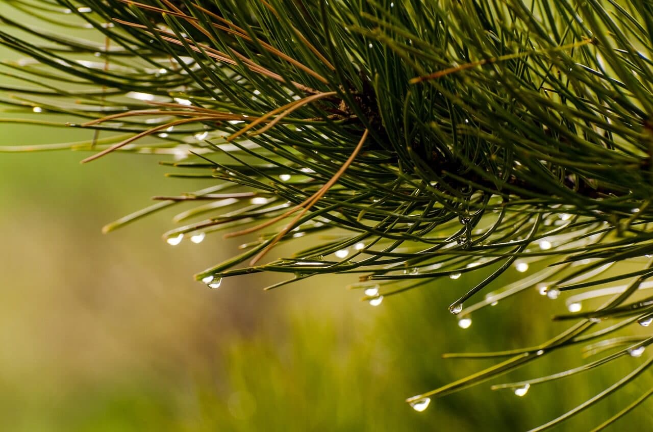 Best Tree Watering System in Dry Weather | American Arbor Care