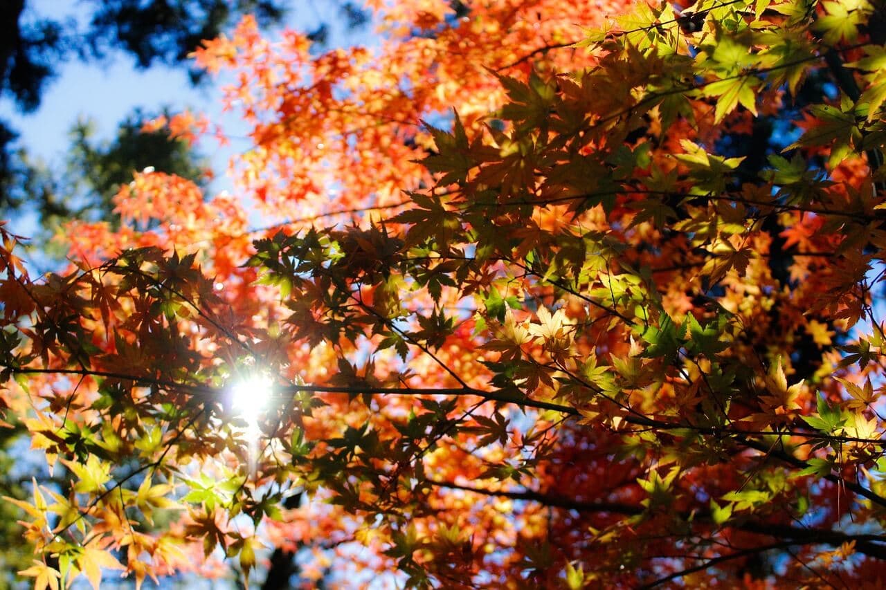 Deep Root Fertilization & Soil Aeration | American Arbor Care