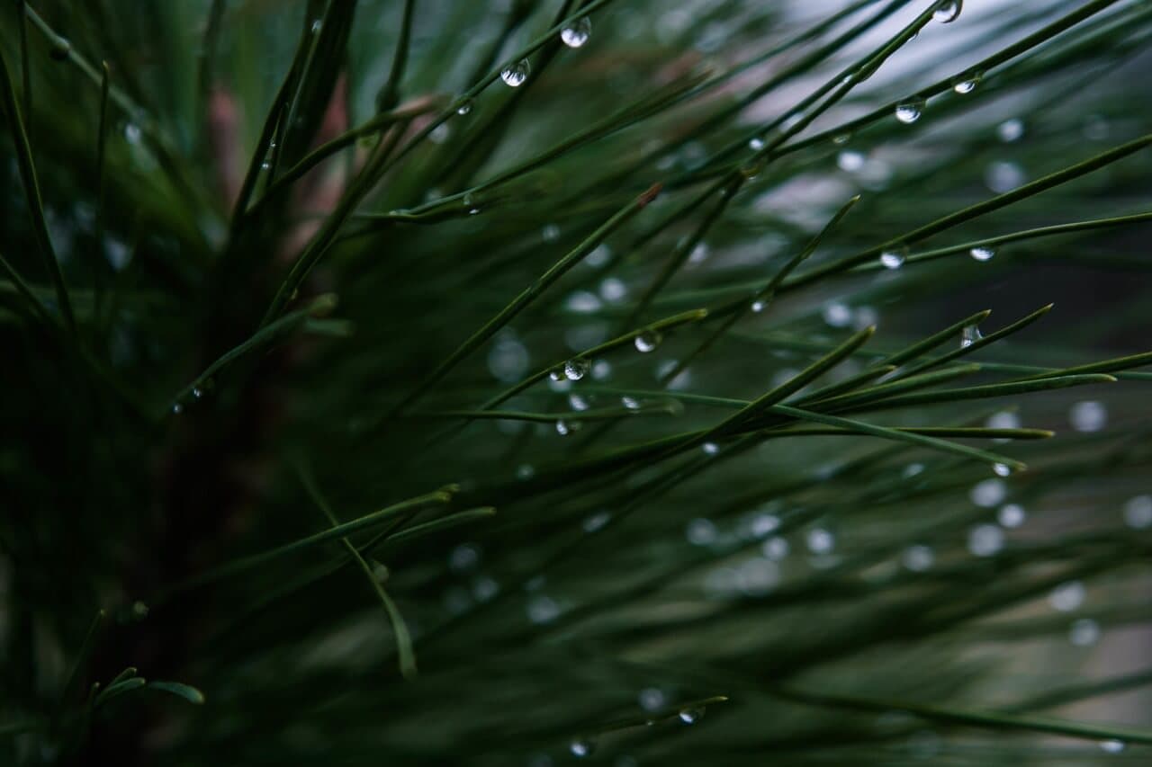 Prevent Winter Desiccation Damage to Trees | American Arbor Care