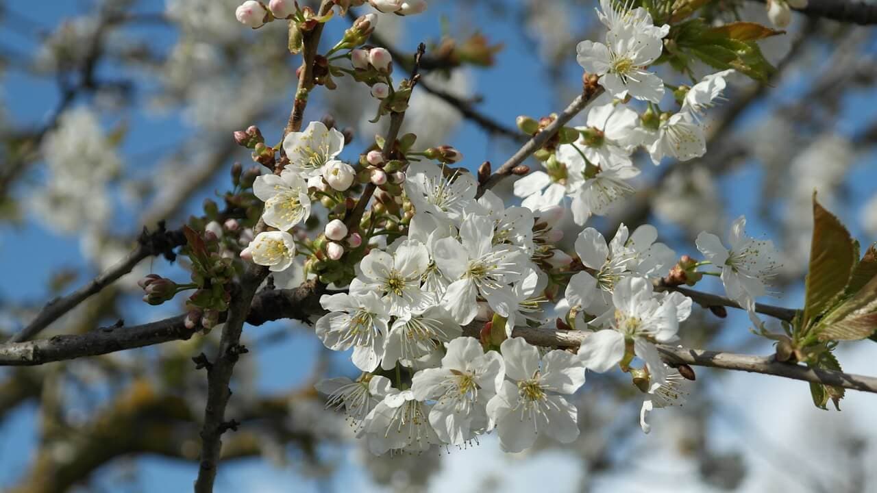 Early Spring Shrub Pruning Tips | American Arbor Care