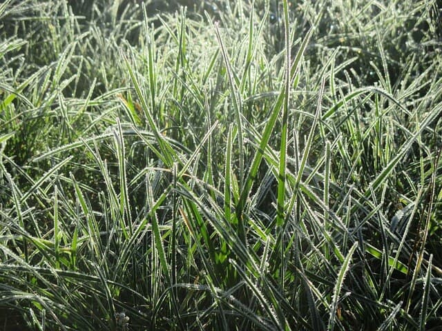 Denver Landscaping Tips for Winter Time | American Arbor Care