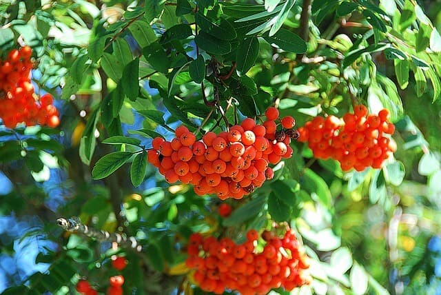 Ornamental & Fruit Tree Care Tips | American Arbor Care
