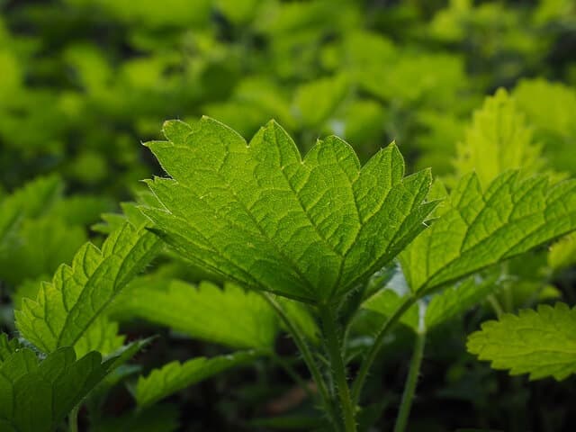 How to Apply Pre-Emergent to Shrubs, Flowers & Lawns | American Arbor Care