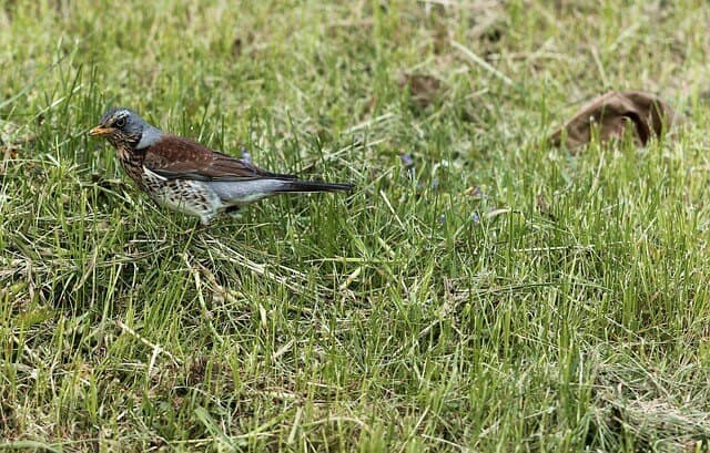 How to Prevent Lawn Damage | American Arbor Care