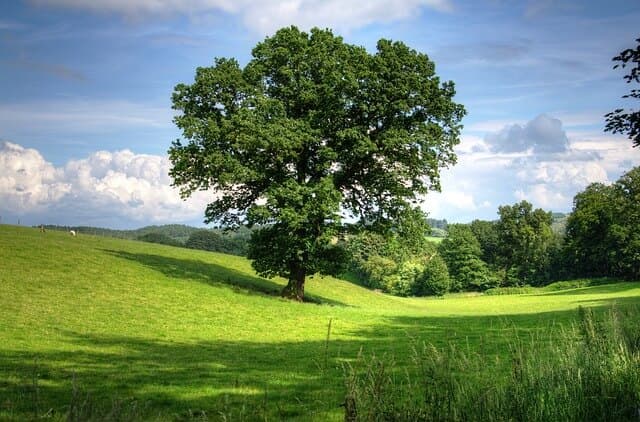 Spring Tree Fertilization & Insect Treatments | American Arbor Care