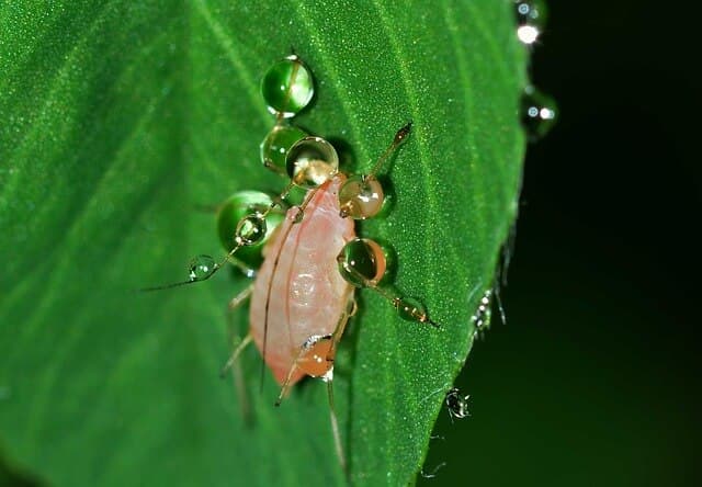 Aphid, Mite & Other Tree Treatments | American Arbor Care