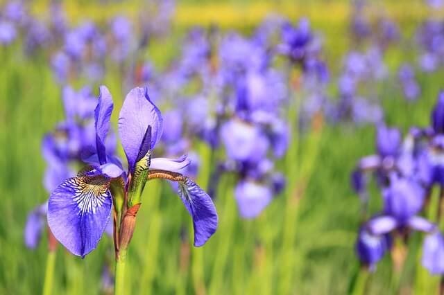 Colorful Blooms that Flourish Denver | American Arbor Care