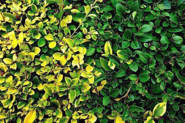 Tips for Pruning Shrubs & Trees | American Arbor Care