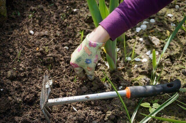 Should You Plant in the Fall? | American Arbor Care