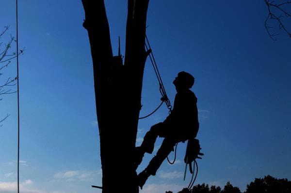 Importance of Pruning Trees in Winter | American Arbor Care