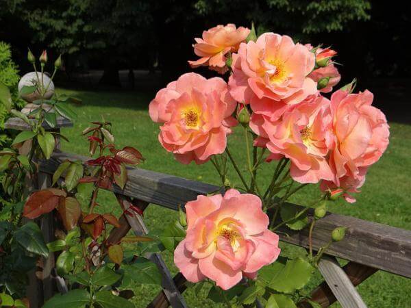 Spring Pruning & Grass Cutting Tips | American Arbor Care