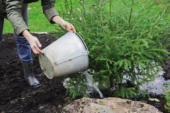 Person pouring water around a newly planted tree