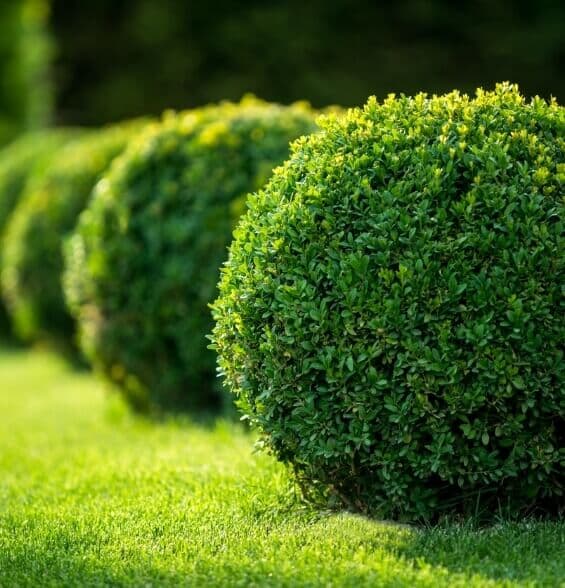 Rounded hedges bordering a green lawn