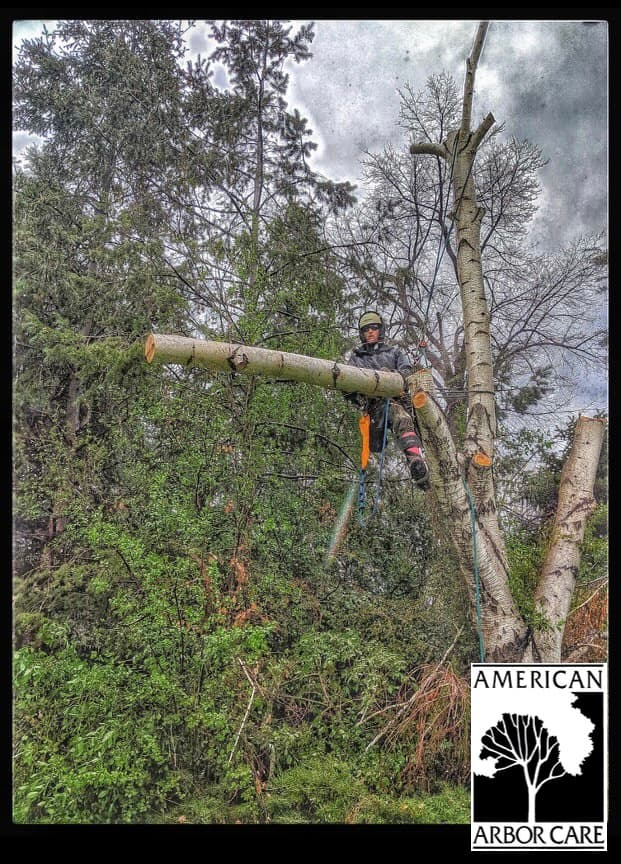 Worker using ropes while removing sections of a tall tree