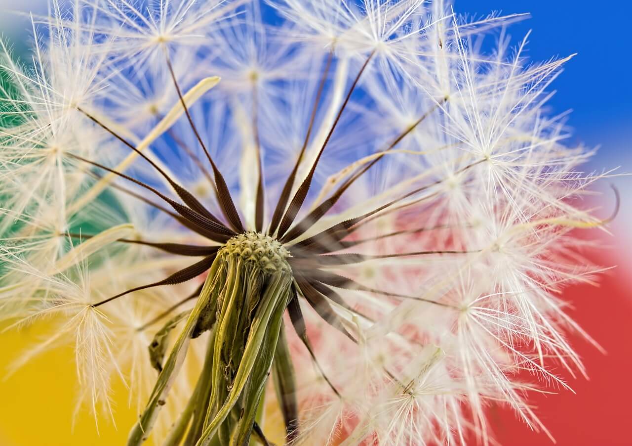 Denver Landscaping Service Discounts End March 31! | American Arbor Care