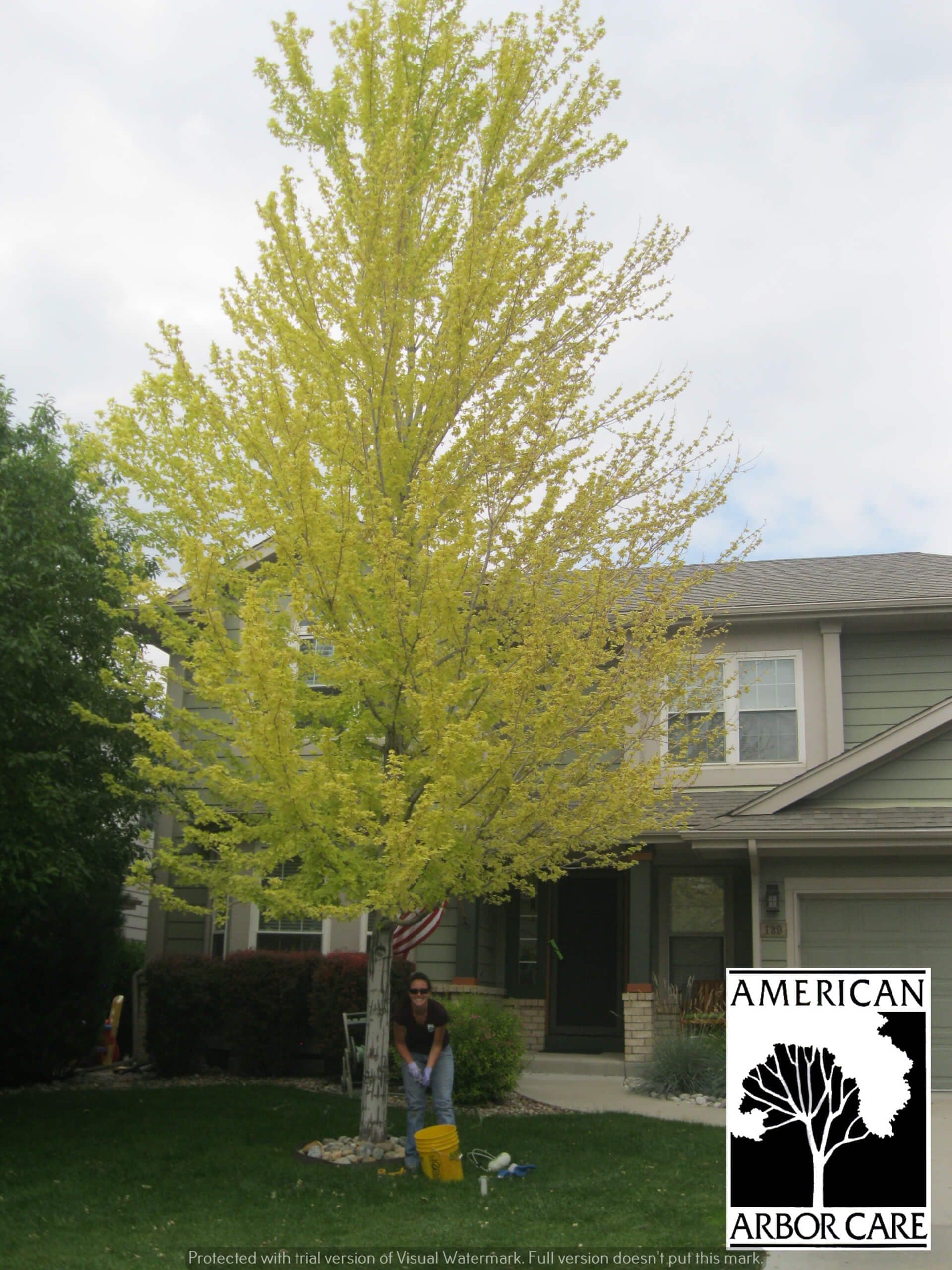 Tree with yellow leaves beside a home