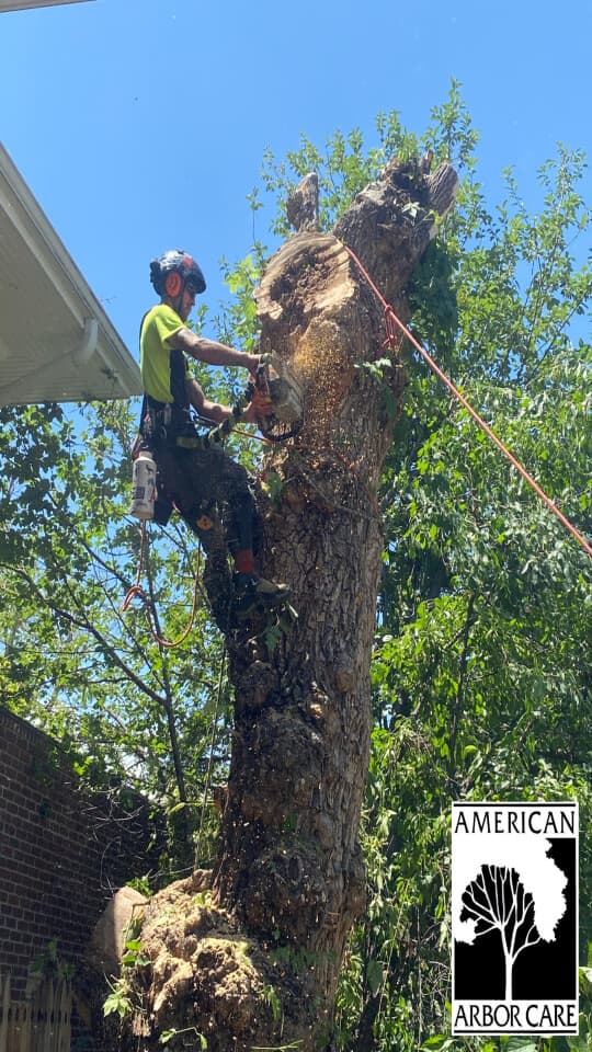 American Arbor Care crew removing a damaged tree