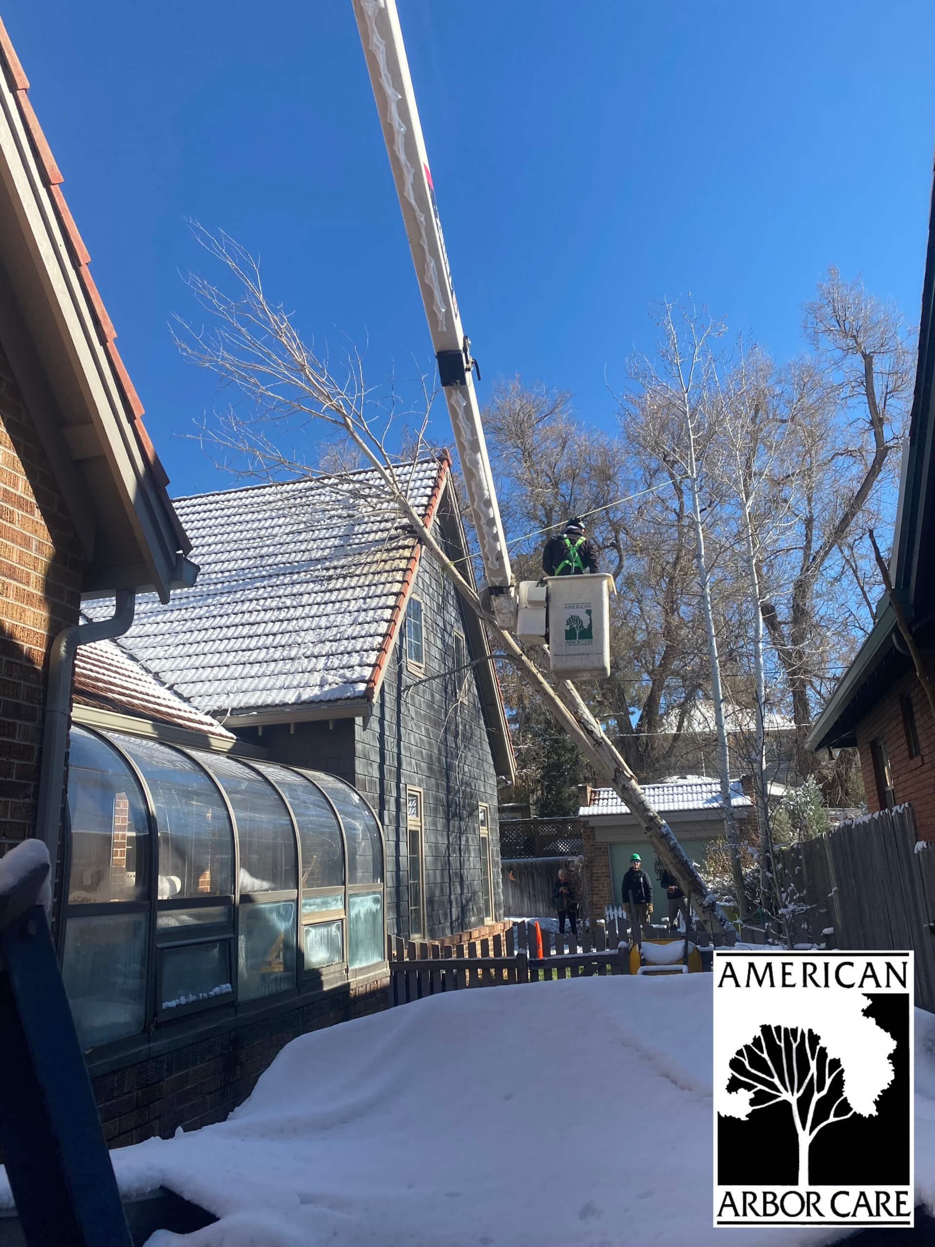 Storm-damaged tree on a Denver property