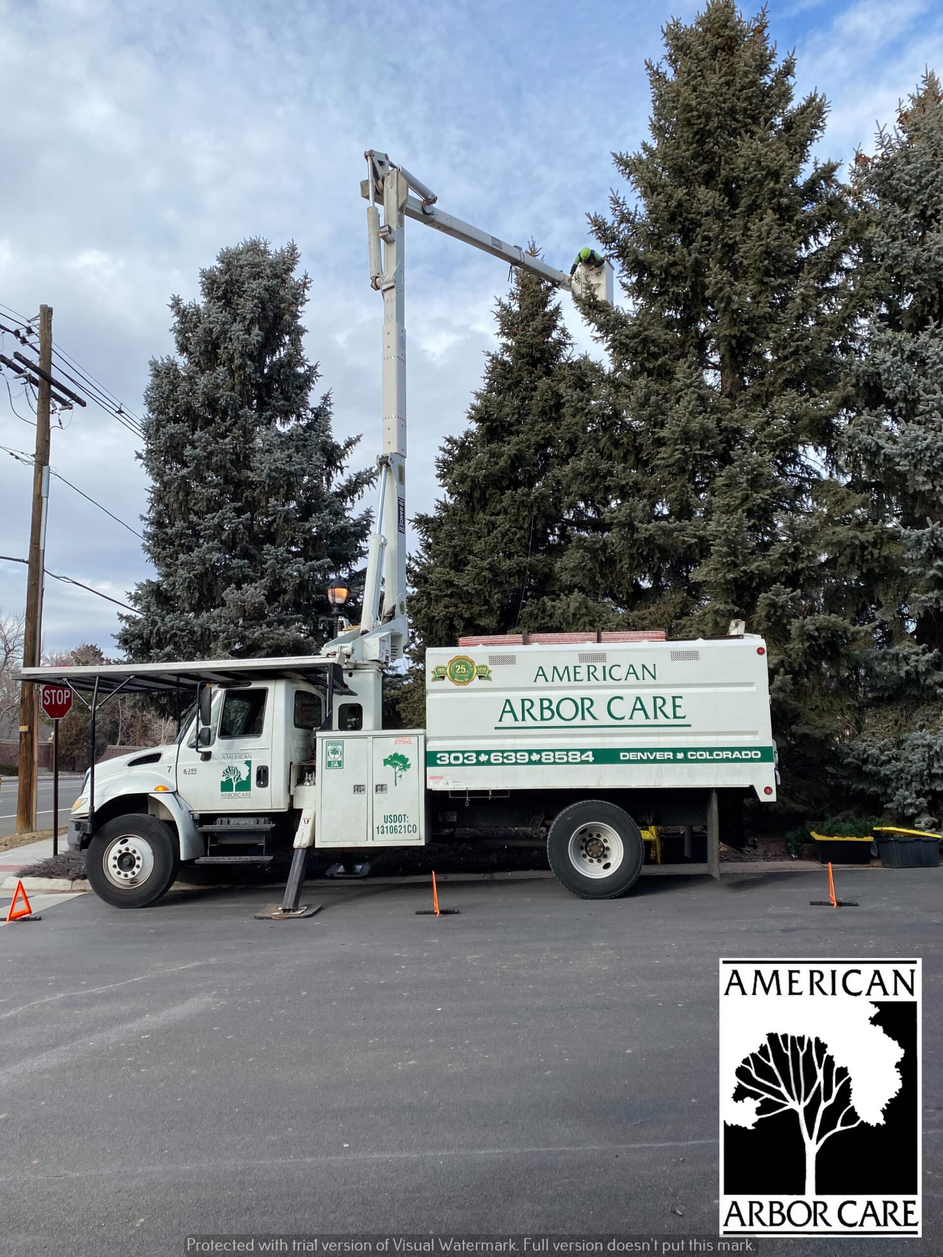 American Arbor Care bucket truck beside a tall evergreen tree