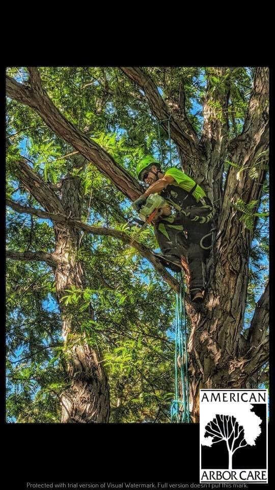 Worker in a climbing harness pruning within a tree canopy