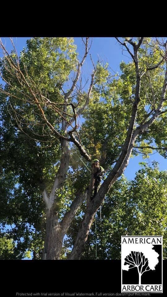 Worker secured by ropes among the branches of a leafy tree