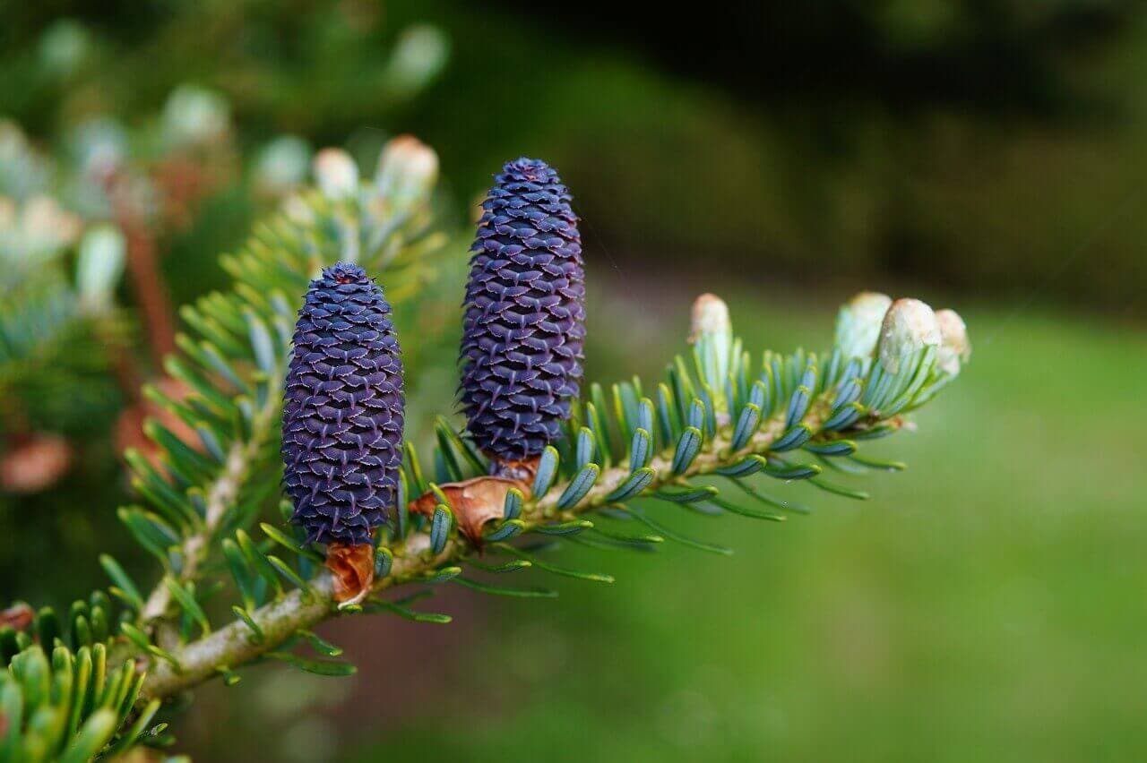 Spruce & Pine Tree Protectors | American Arbor Care