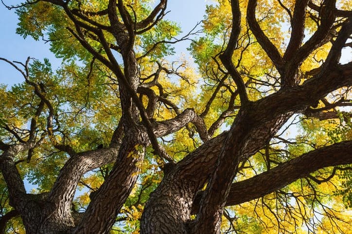 Kentucky Coffee Tree