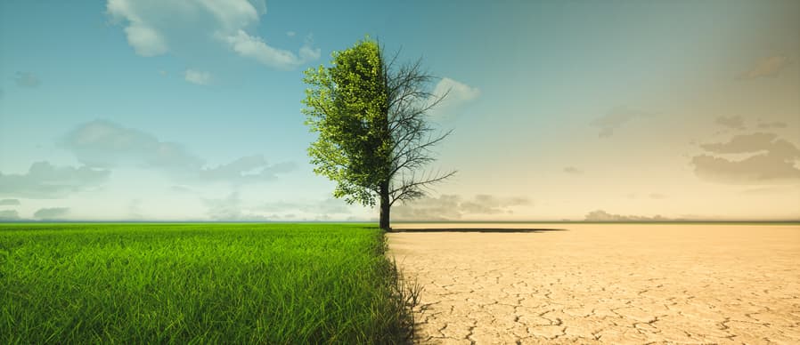 Protecting Trees from Drought in Denver - American Arbor Care