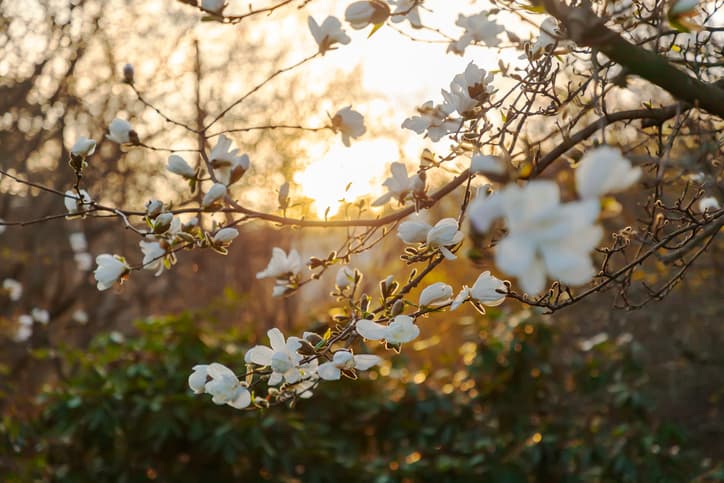 Growing Magnolia Trees in Denver