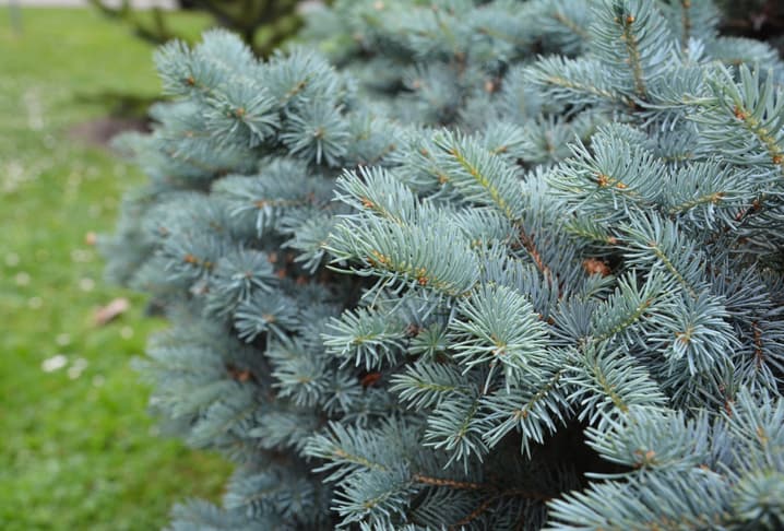 Colorado Blue Spruce
