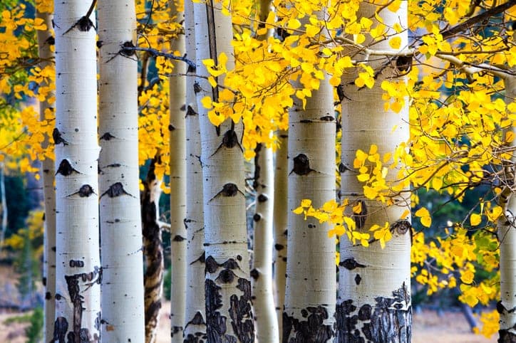 Aspen Trees